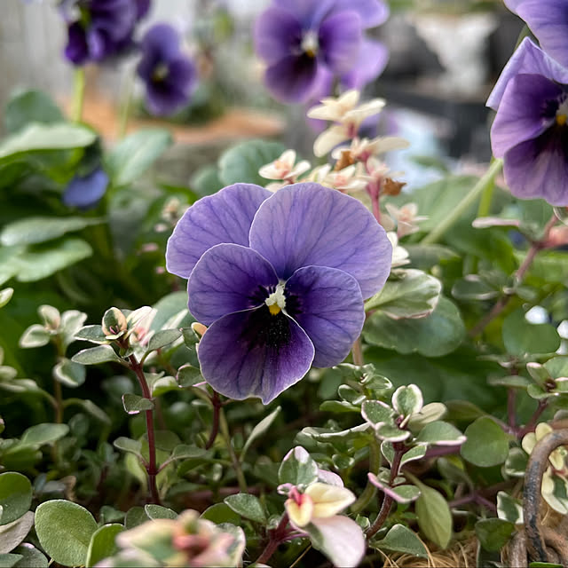 shiropenguinさんの部屋