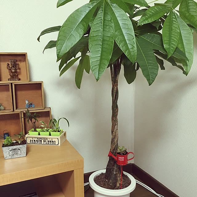myuさんの実例写真
