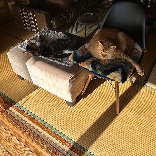 choroさんの実例写真