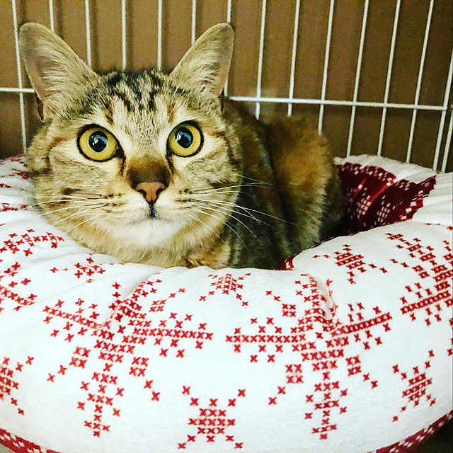 makiさんの実例写真