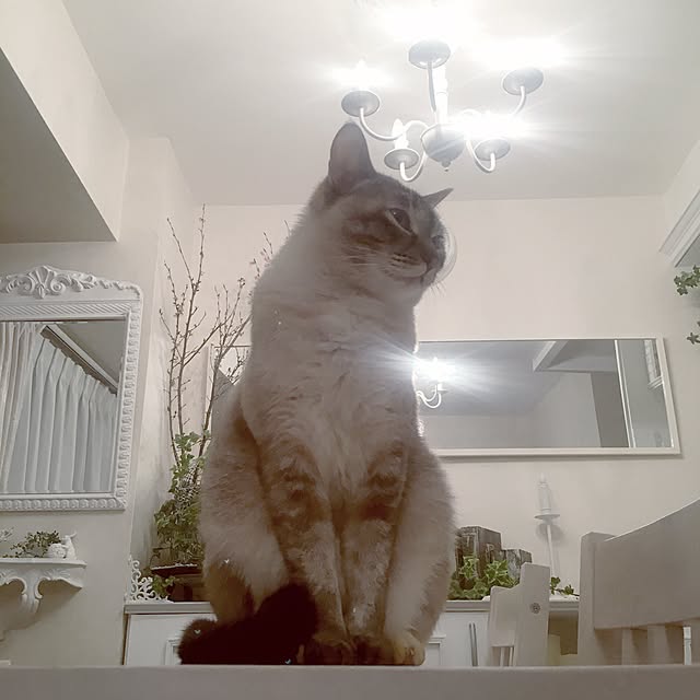 noelさんの実例写真