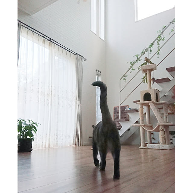 mamimamipockyさんの実例写真