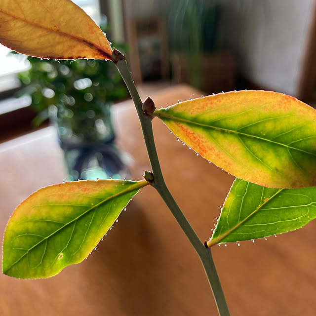 chiyoさんの実例写真