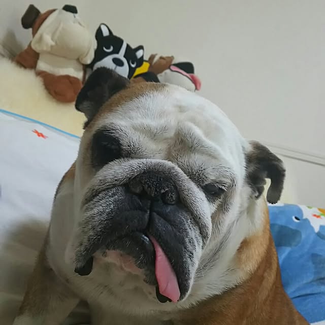 AandPさんの実例写真