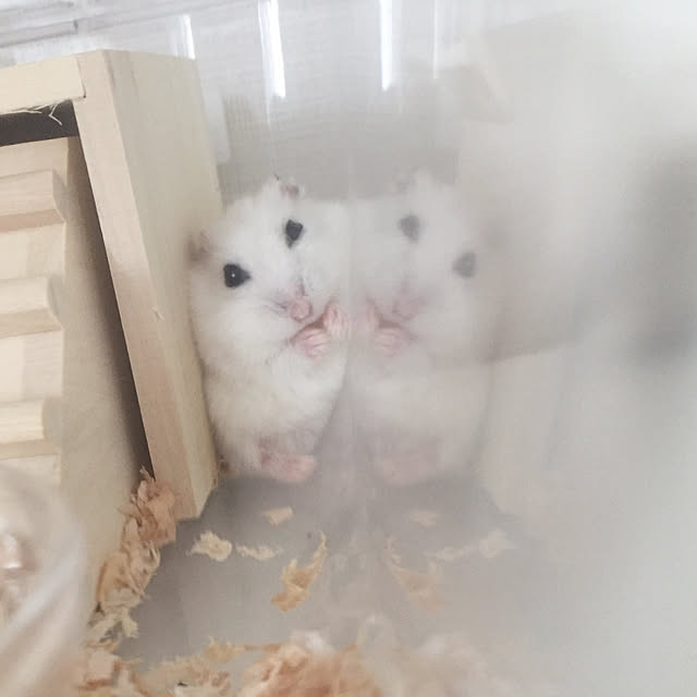 Nanaeさんの実例写真
