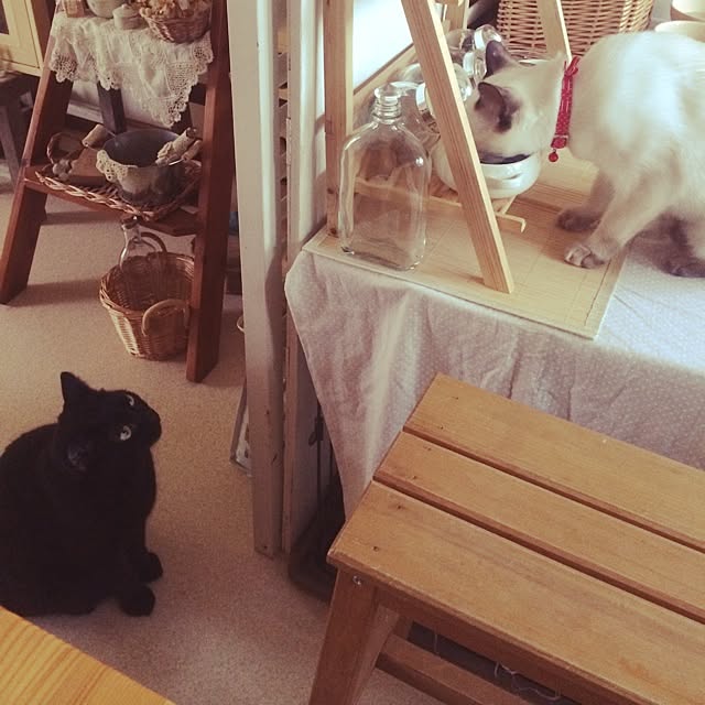 chadoさんの実例写真