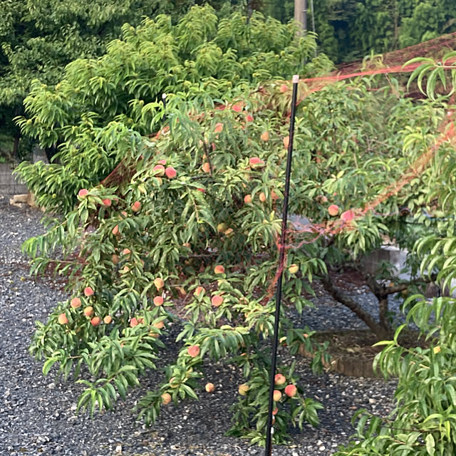 mizuyoさんの実例写真