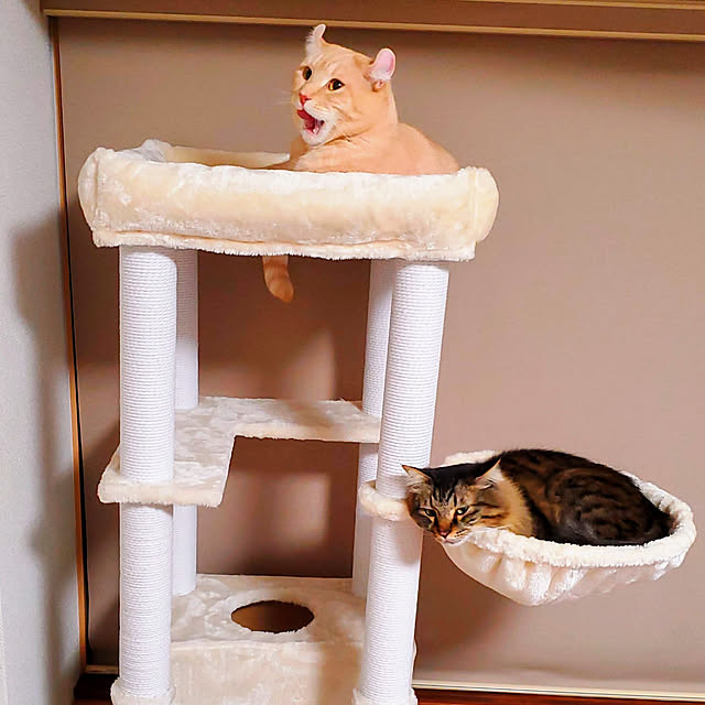 makoさんの実例写真