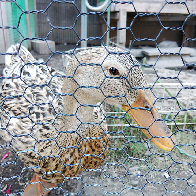 Yuukiさんの実例写真