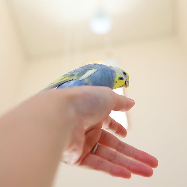 torikoさんの実例写真
