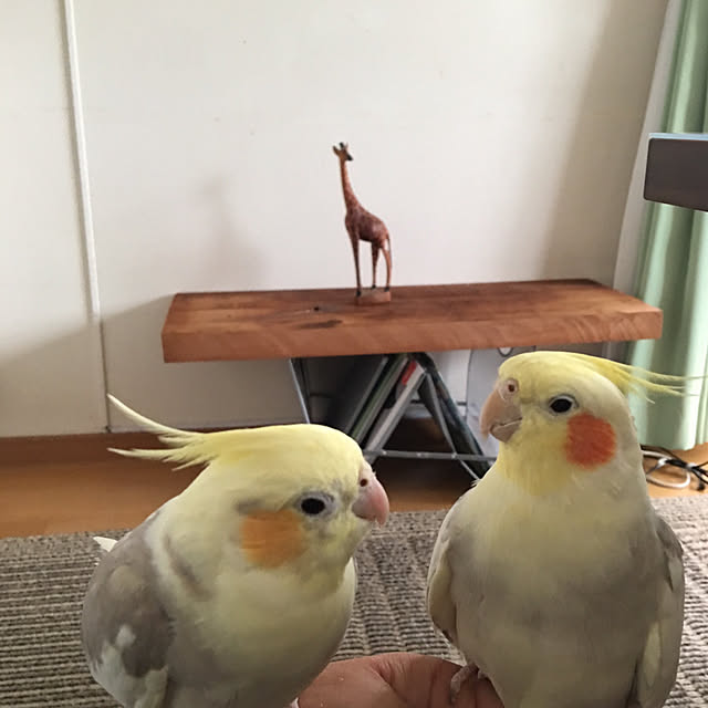 puriyuzuさんの実例写真