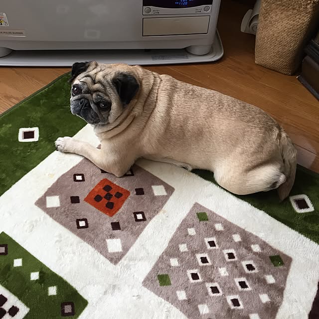picoさんの実例写真
