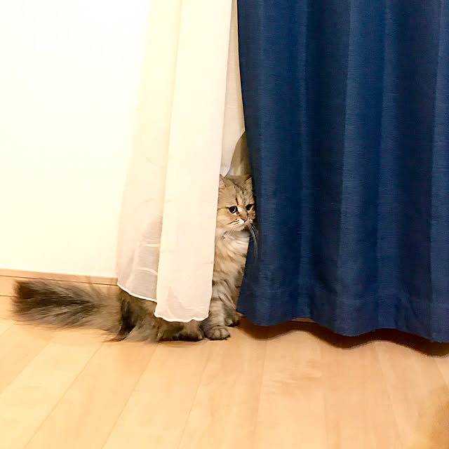 butachanさんの実例写真