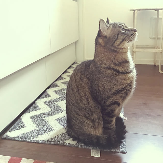 JIJIさんの実例写真