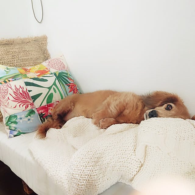cocosorasakuさんの実例写真