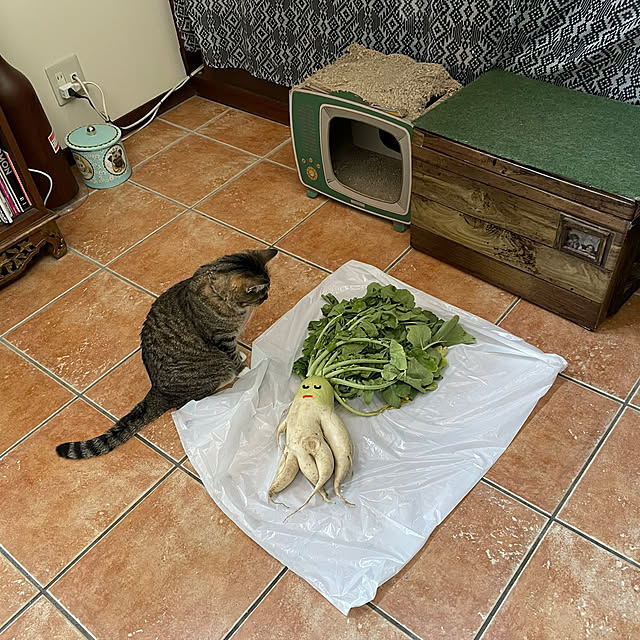 shigimiさんの実例写真