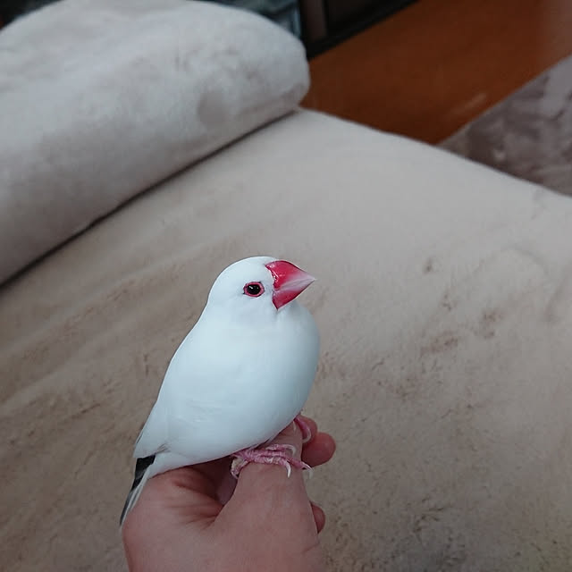 ayaさんの実例写真