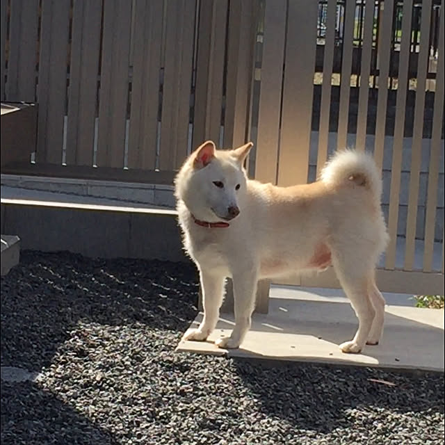 kozuchapuさんの実例写真