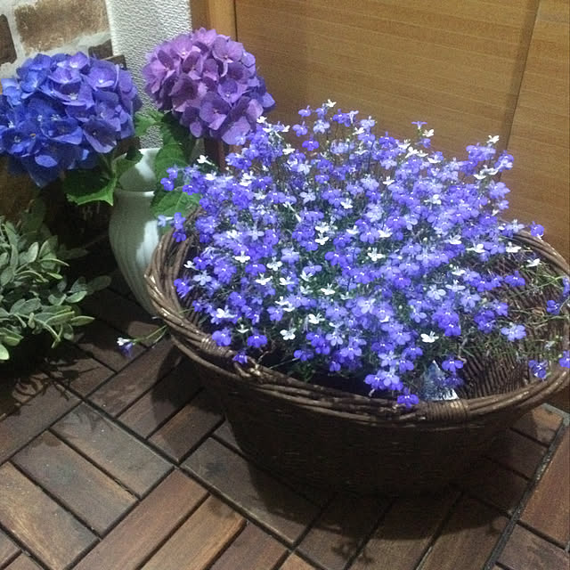 osakanaさんの実例写真