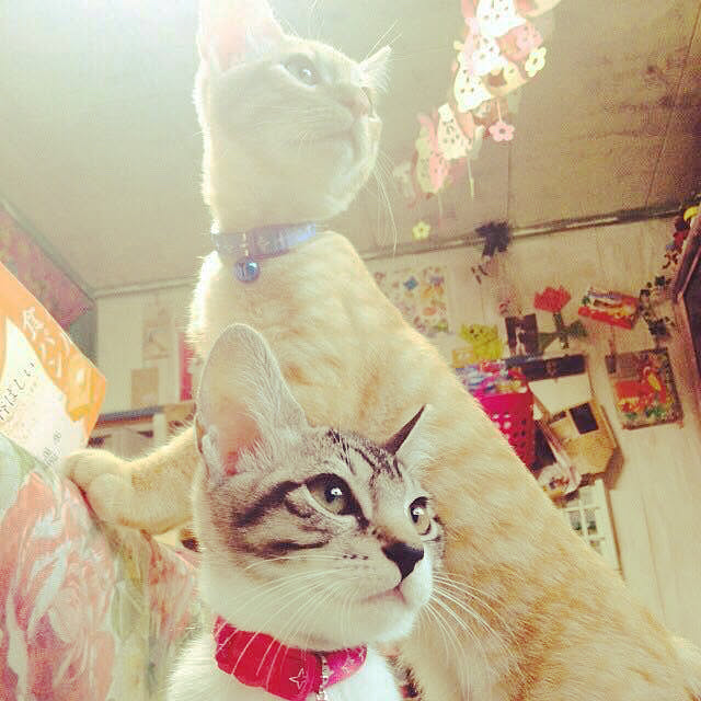 7kidsmamさんの実例写真