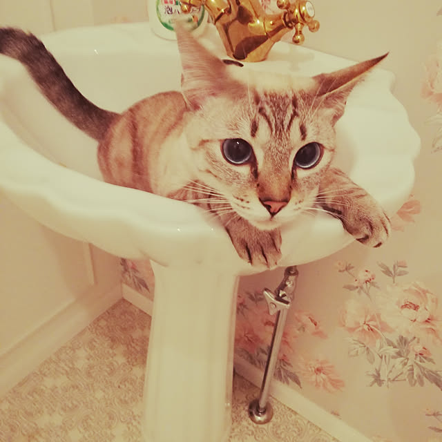 yuzunekosanさんの実例写真