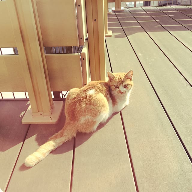 Mayuさんの実例写真