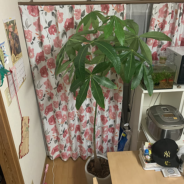 asorusiaさんの実例写真