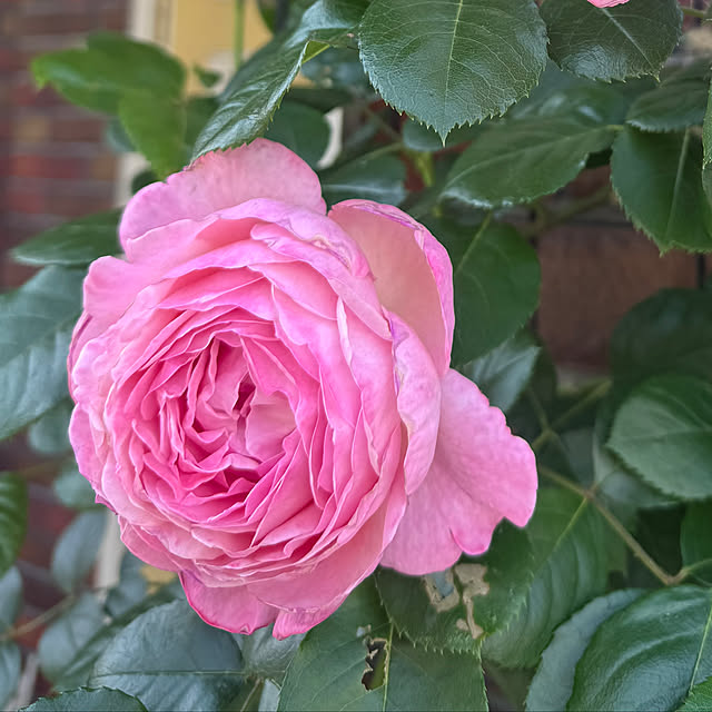 RoseLife5818さんの部屋