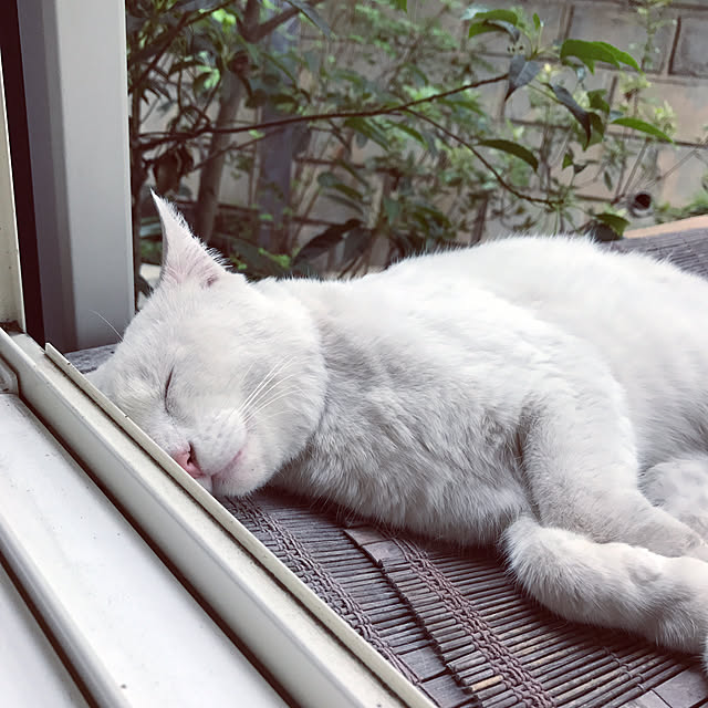 ouchi7daisukiさんの実例写真