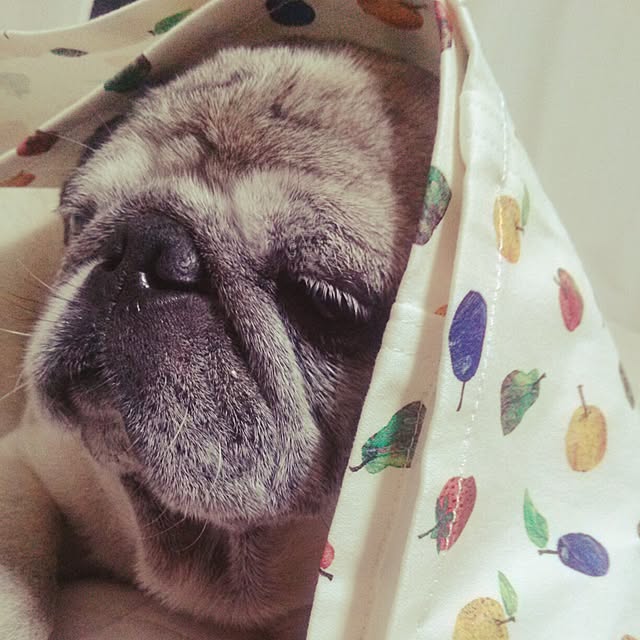 powさんの実例写真