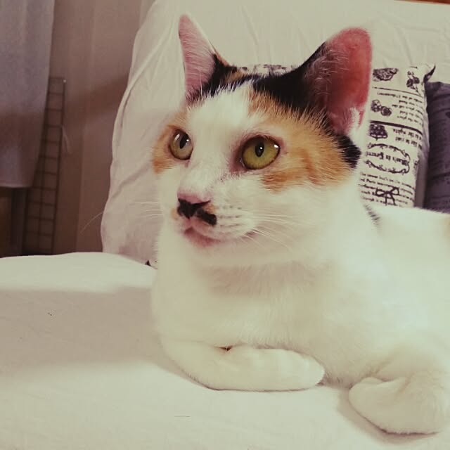 chatnoirさんの実例写真