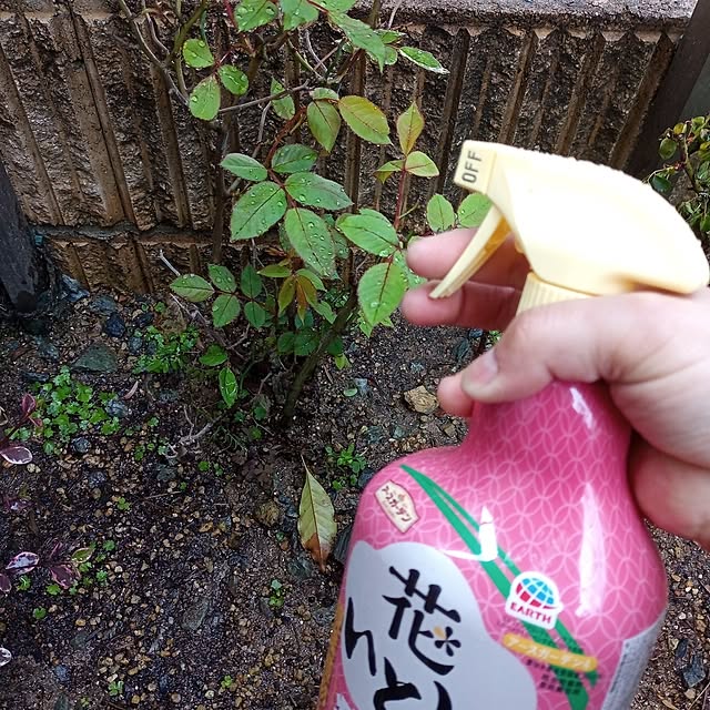 brooklynさんの実例写真