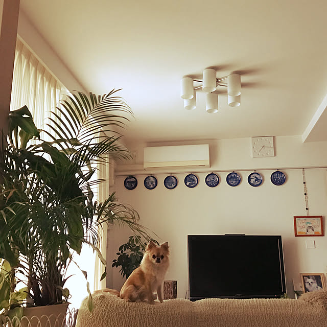 molpieさんの実例写真