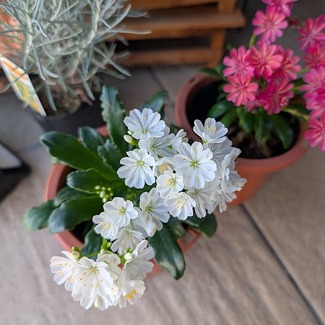 KOHAKUさんの部屋