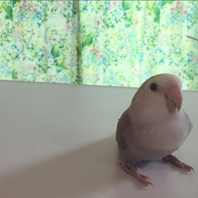 yuramiさんの実例写真