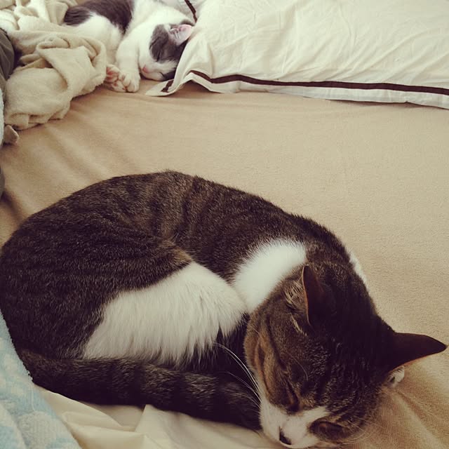 Chiiさんの実例写真