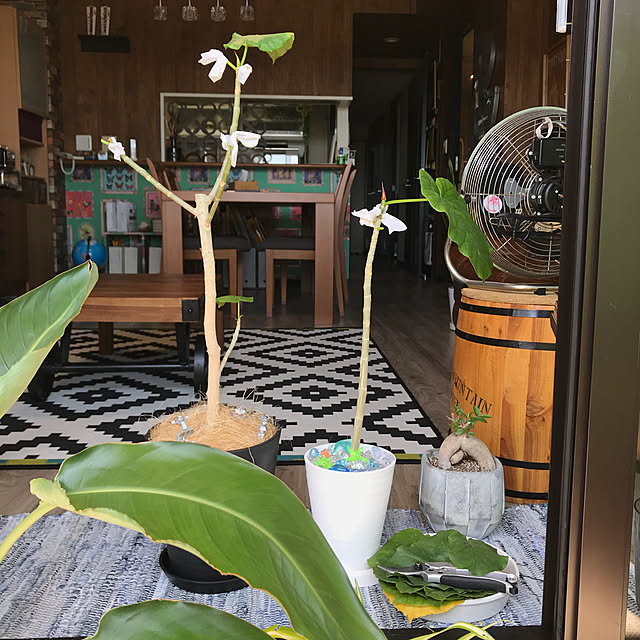 noikoさんの実例写真