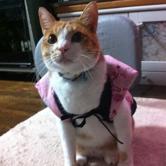 実例写真