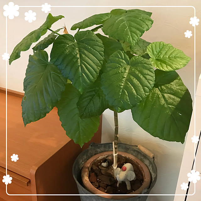 makkoさんの実例写真