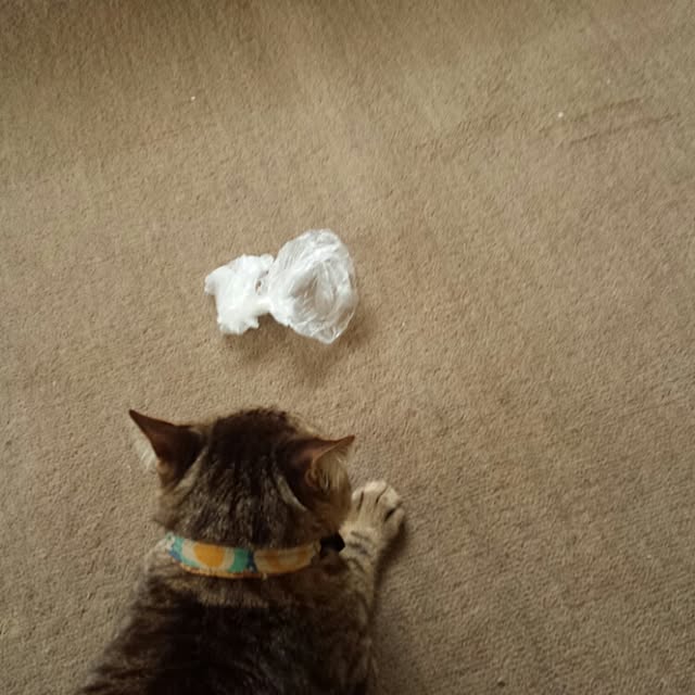 megkeiさんの実例写真