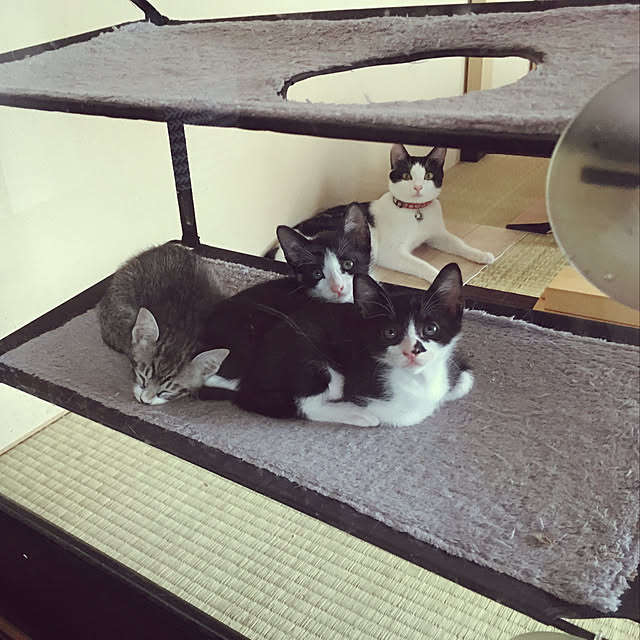 Yukinekoさんの実例写真
