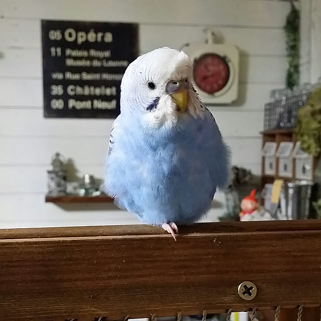 karinさんの実例写真