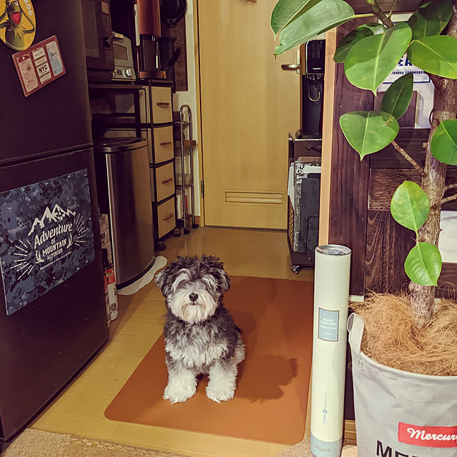 GINさんの実例写真