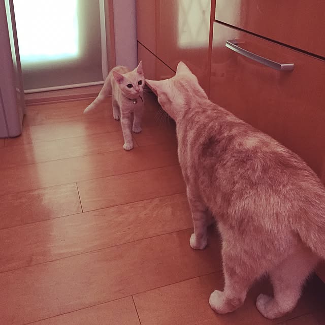 hiyupan88さんの実例写真
