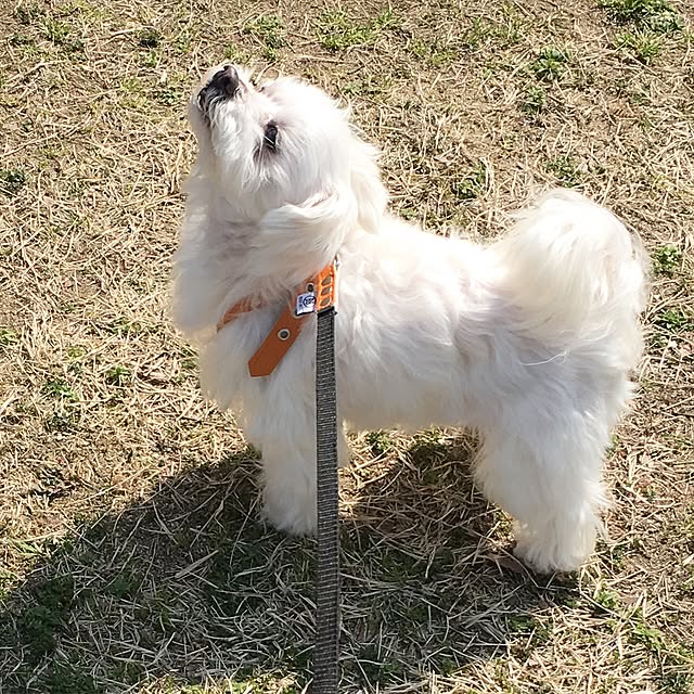 pinさんの実例写真