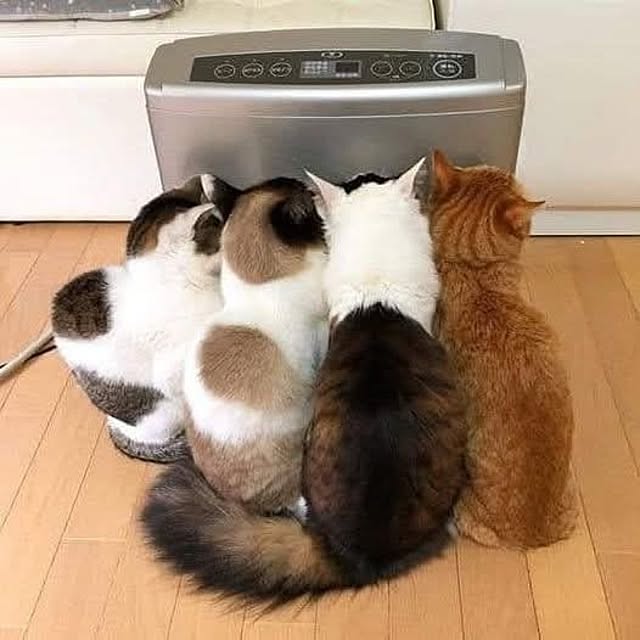 リビング/かわいい♡のインテリア実例 - 2024-12-08 07:31:45