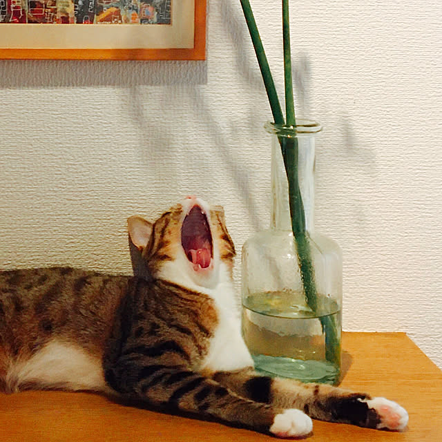 nobikoさんの実例写真