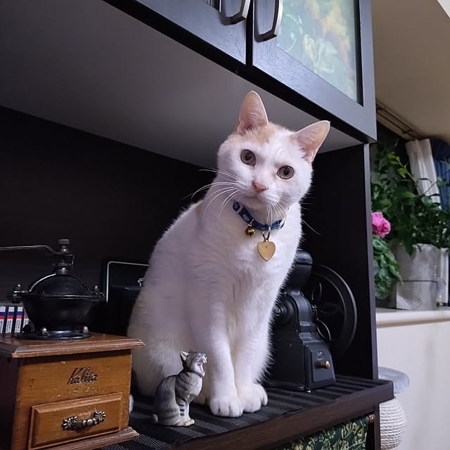 NOAHさんの部屋