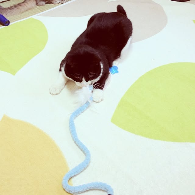 ayaKawasakiさんの実例写真