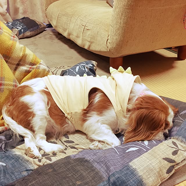 kinakoさんの実例写真